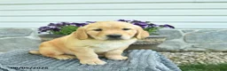 Golden Retriever dogs for sale: Taytum  - Ad 4