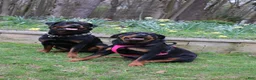 Rottweiler dogs for sale: Rottweiler 3 - Ad 3
