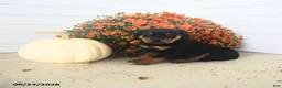 Rottweiler dogs for sale: Paul  - Ad 3