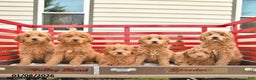 Mini Goldendoodle dogs for sale: Dallas  - Ad 3
