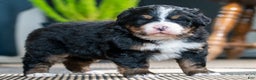 Bernese Mountain Dog dogs for sale: Leo - Ad 1