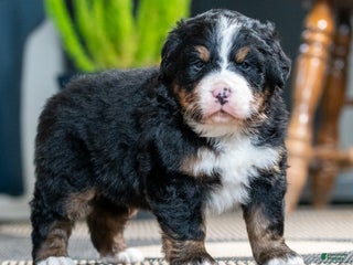 Bernese Mountain Dog dogs Leo - Ad 12