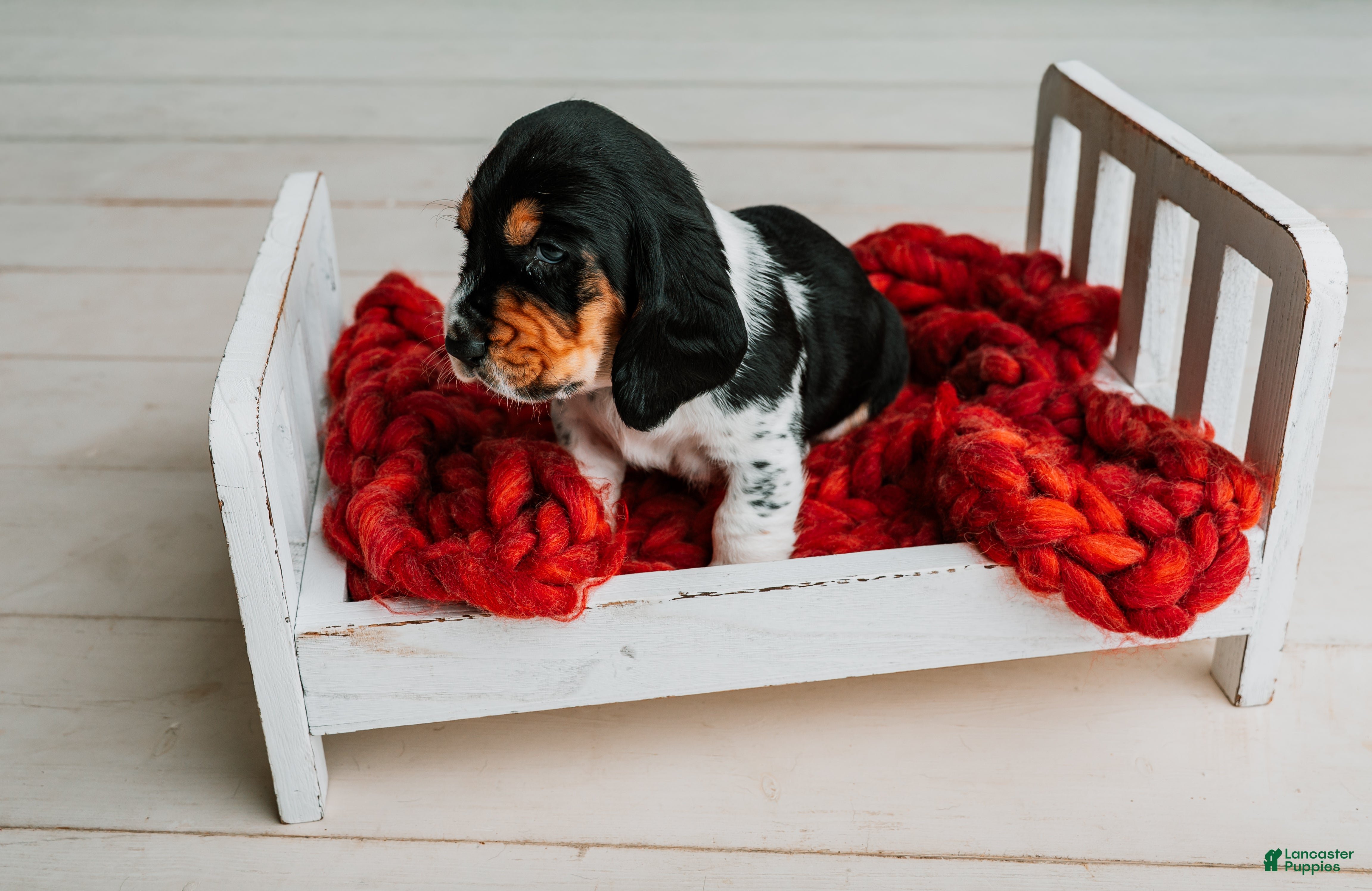 Basset Hound dogs Speck  - Ad 1