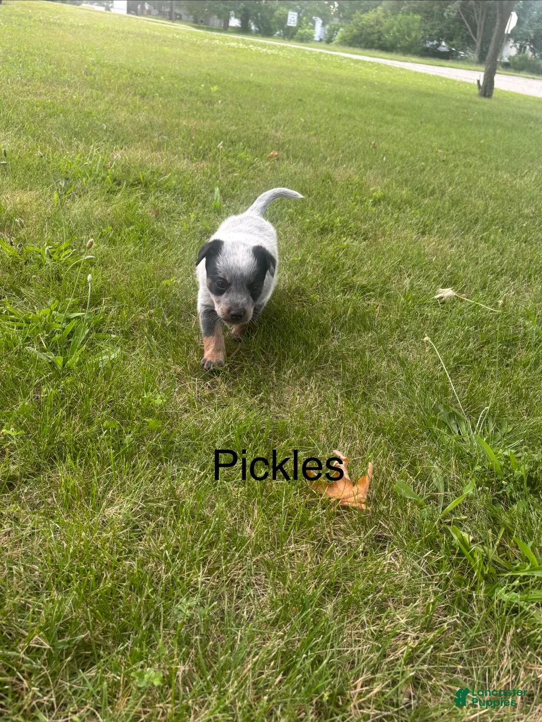 Australian Cattle Dog dogs for sale: Pickles - Ad 9