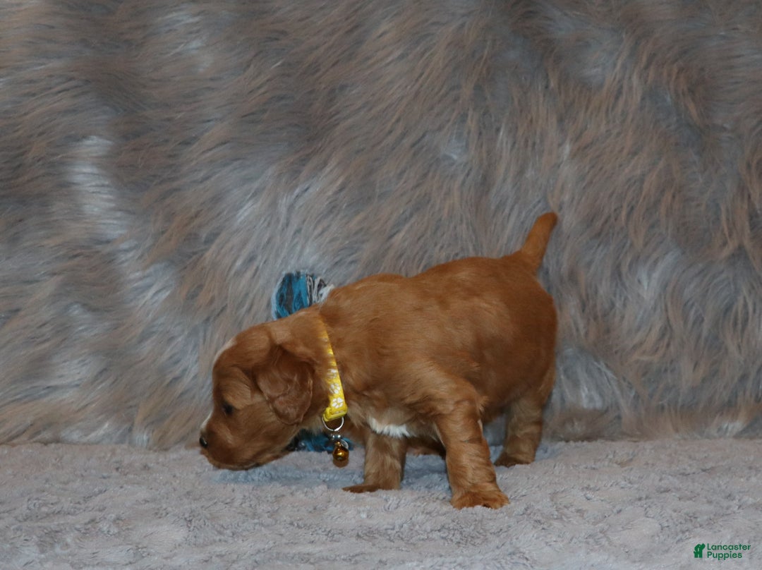 Mini Goldendoodle dogs for sale: Winslow 💙👨‍👨‍👧‍👦💞🐕 - Ad 11