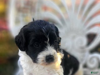 Saint Berdoodles dogs - Ad 36