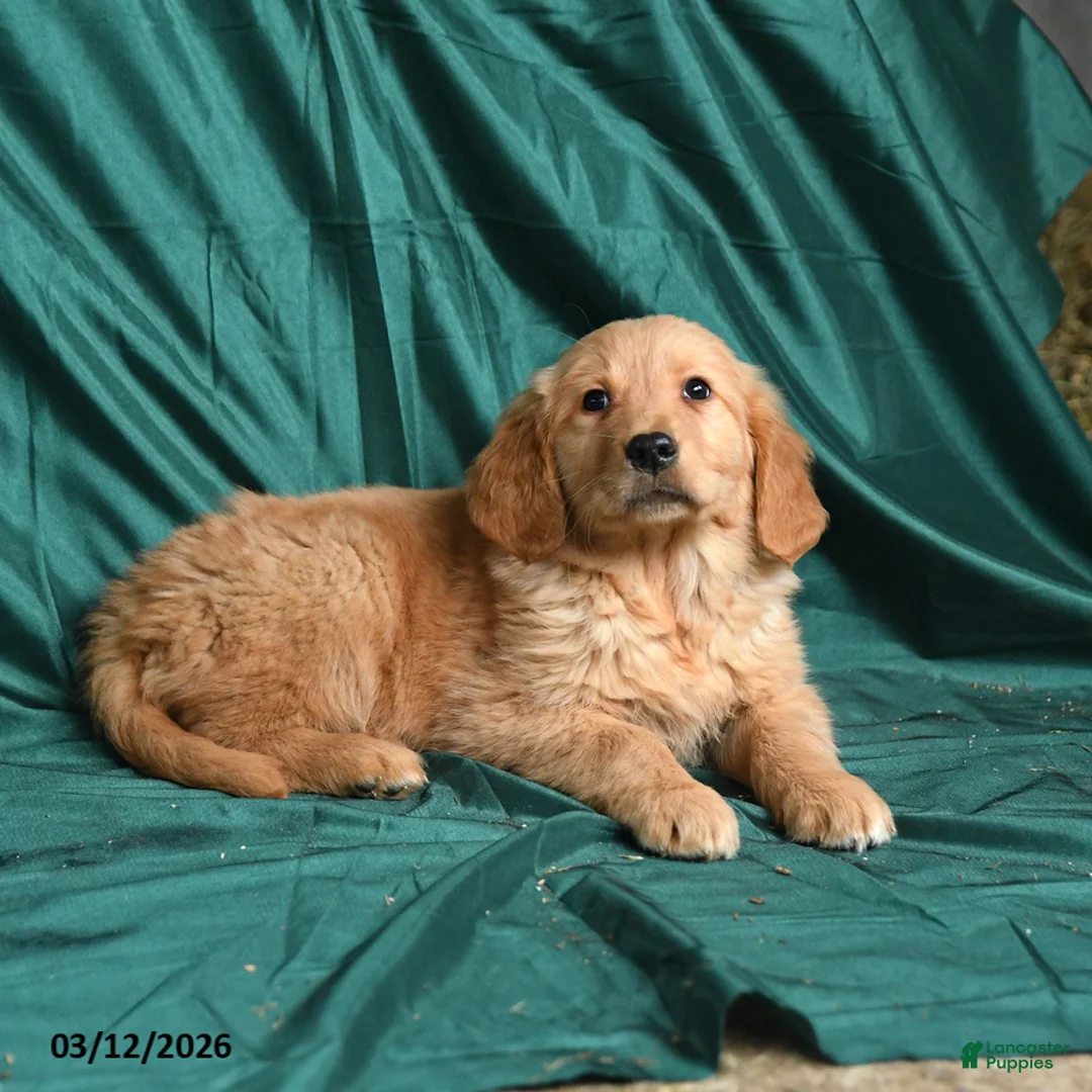 Golden Retriever dogs for sale: Saber - Ad 2