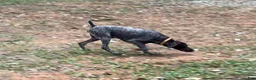 German Shorthaired Pointer dogs for sale: Cleo - Ad 4