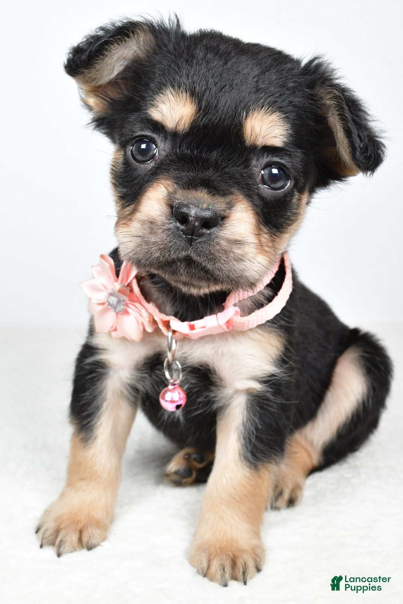 French Bulldog dogs Candy - Ad 1