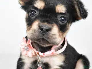 French Bulldog dogs for sale: Candy - Ad 3