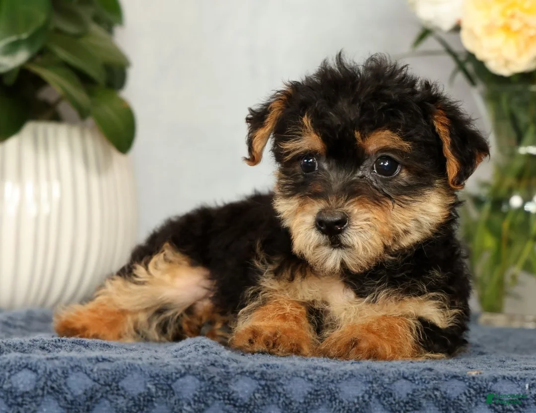 Yorkiepoo dogs for sale: Milo - Ad 1