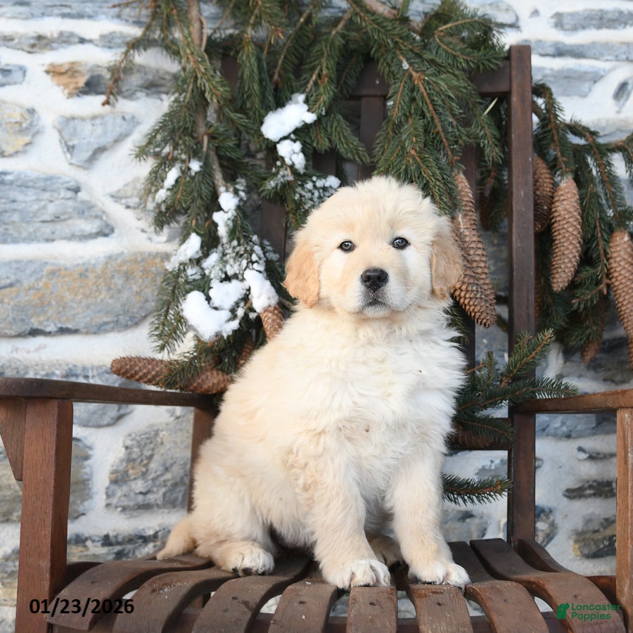 Mixed Breed dogs Trixi  - Ad 15