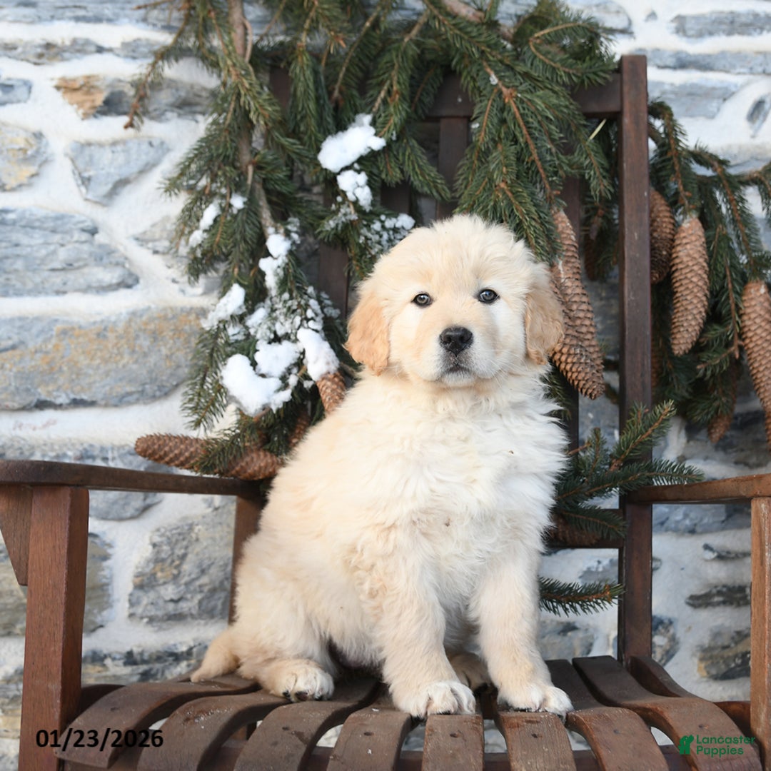 Mixed Breed dogs for sale: Trixi  - Ad 1