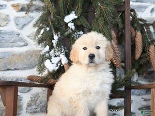 Mixed Breed dogs Trixi - Ad 15