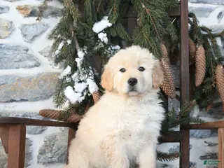 Mixed Breed dogs Trixi - Ad 12