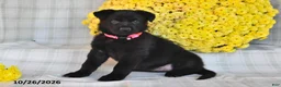 German Shepherd dogs for sale: Omaris - Ad 4