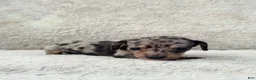 Miniature Dachshund dogs for sale: AKC Shorthair Black Dapple Miniature Dachshund - Ad 2
