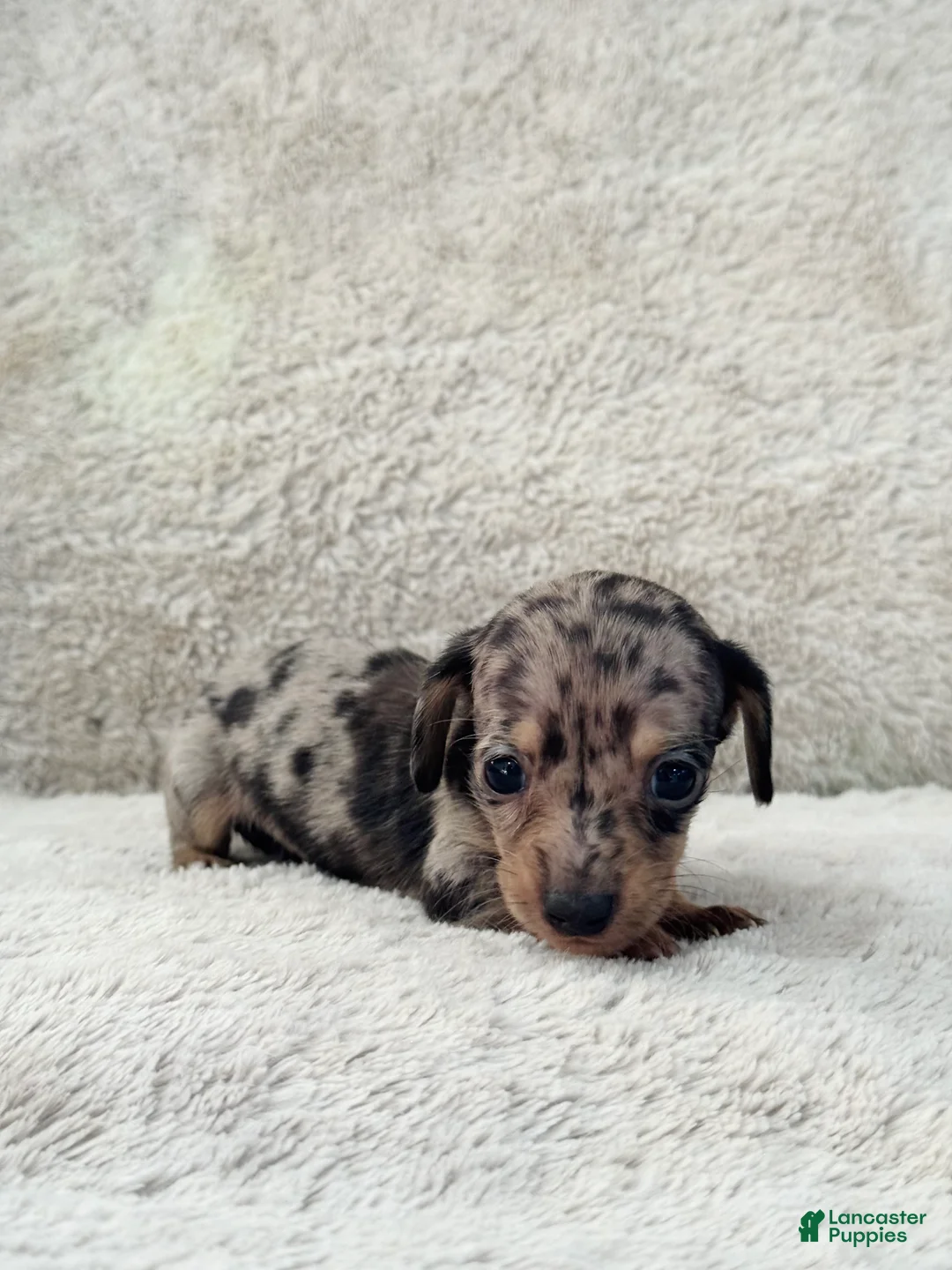 Miniature Dachshund dogs for sale: AKC Shorthair Black Dapple Miniature Dachshund - Ad 2