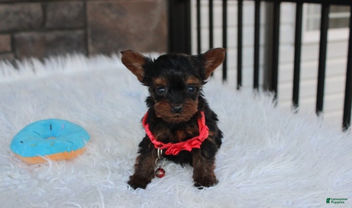 Yorkiepoo dogs Emmett  - Ad 1