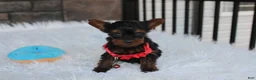 Yorkiepoo dogs for sale: Emmett  - Ad 16