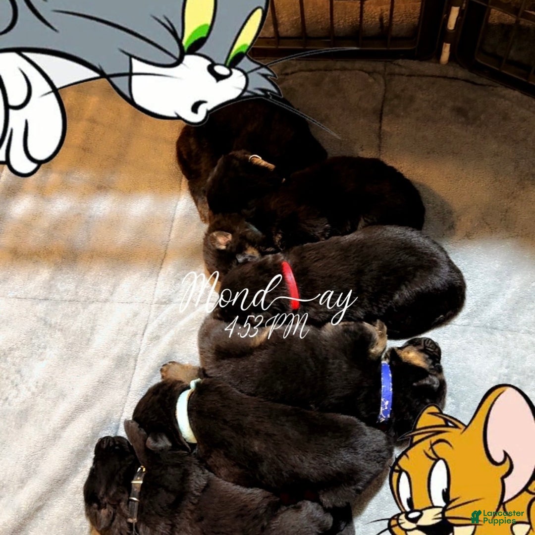 German Shepherd dogs for sale: Sussie B - Ad 15