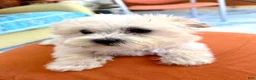 Maltipoo dogs for sale: Maltipoo 1 - Ad 3