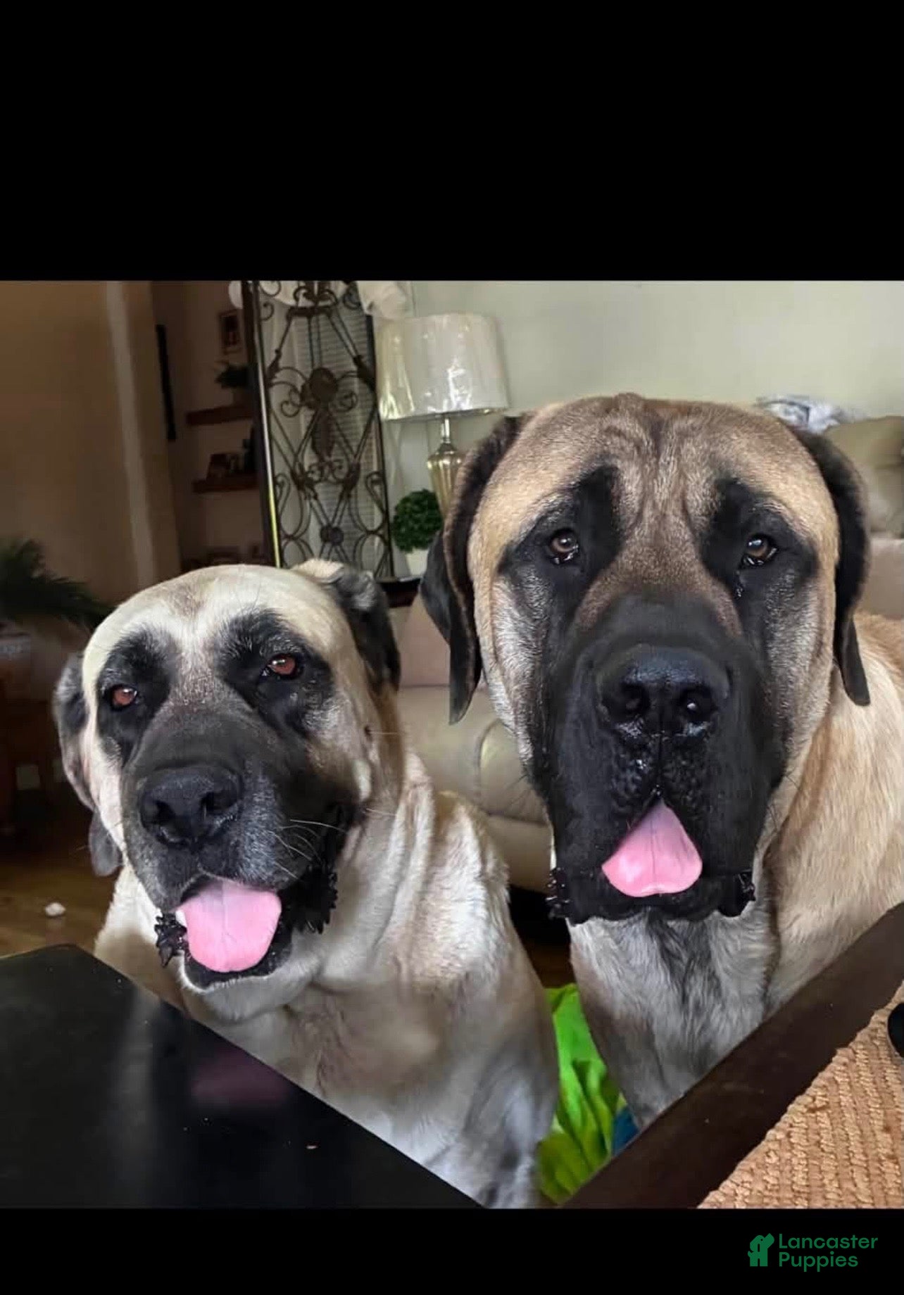 Mixed Breed dogs Cherri - Ad 2