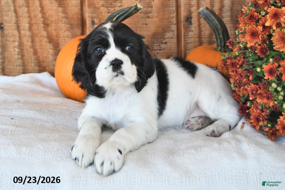English Cocker Spaniel dogs Kenna - Ad 2