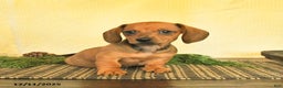 Dachshund dogs for sale: Remi  - Ad 3