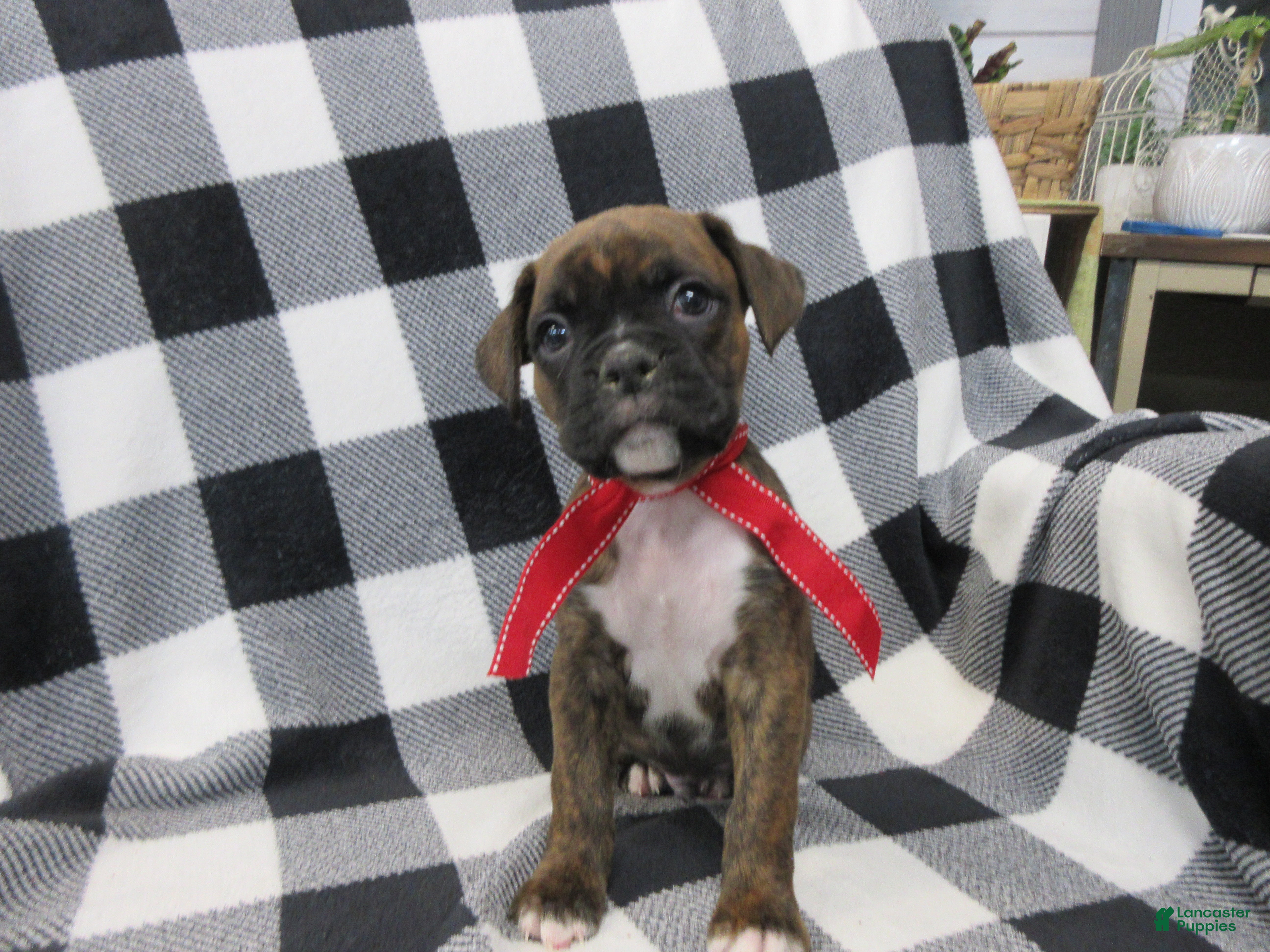Boxer dogs Dallas - Ad 27