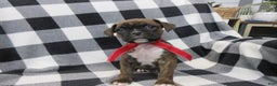 Boxer dogs for sale: Dallas - Ad 1