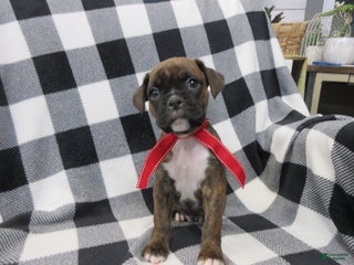 Boxer dogs Dallas - Ad 42