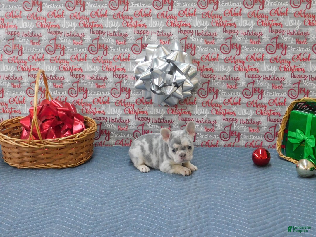 French Bulldog dogs for sale: BEAR - Ad 4