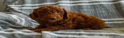 Miniature Poodle dogs for sale: Meredith - Ad 3