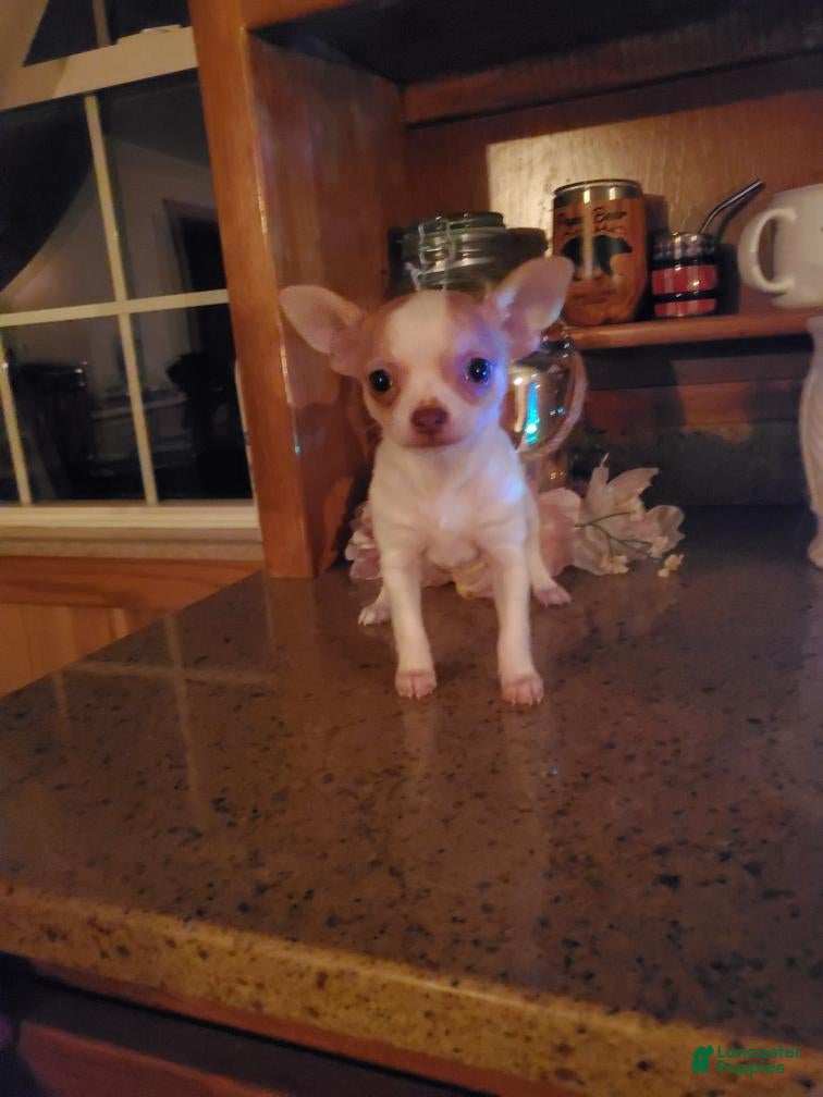 Chihuahua dogs Chihuahua Puppy 1 - Ad 35