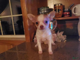 Chihuahua dogs Chihuahua Puppy 1 - Ad 36