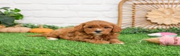 Cavapoo dogs for sale: Glory - Ad 3