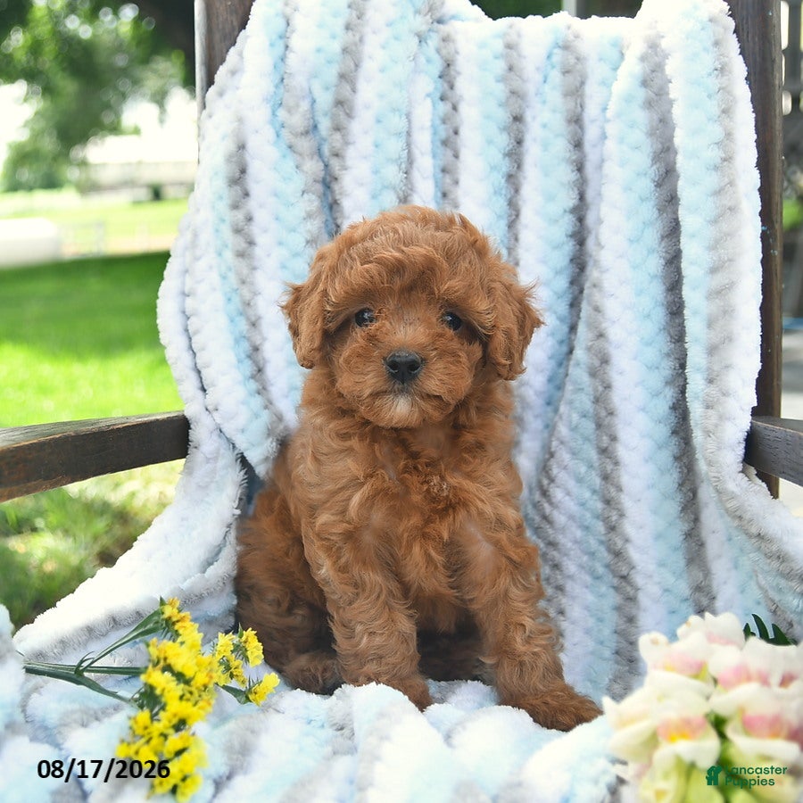 Cavapoo dogs Jewel  - Ad 2