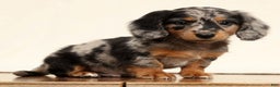 Miniature Dachshund dogs for sale: Ollie - Ad 2