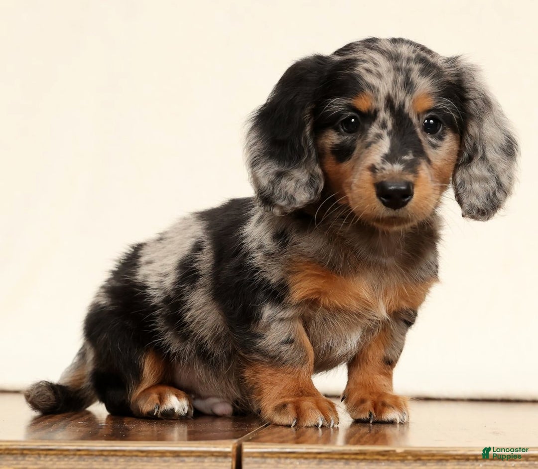 Miniature Dachshund dogs for sale: Ollie - Ad 2