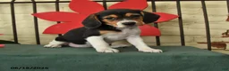 Beagle dogs for sale: Sable - Ad 1
