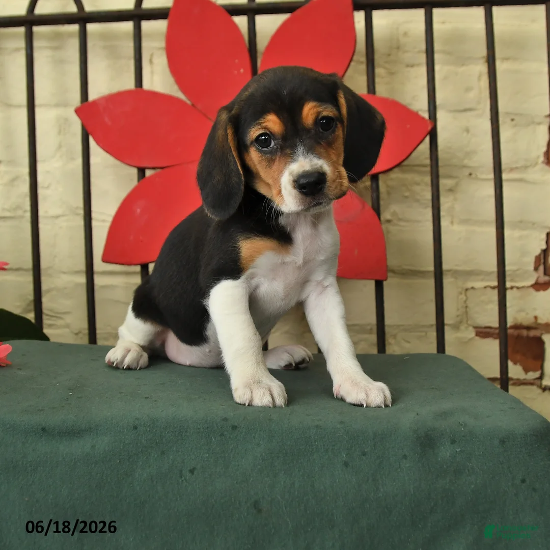 Beagle dogs for sale: Sable - Ad 1