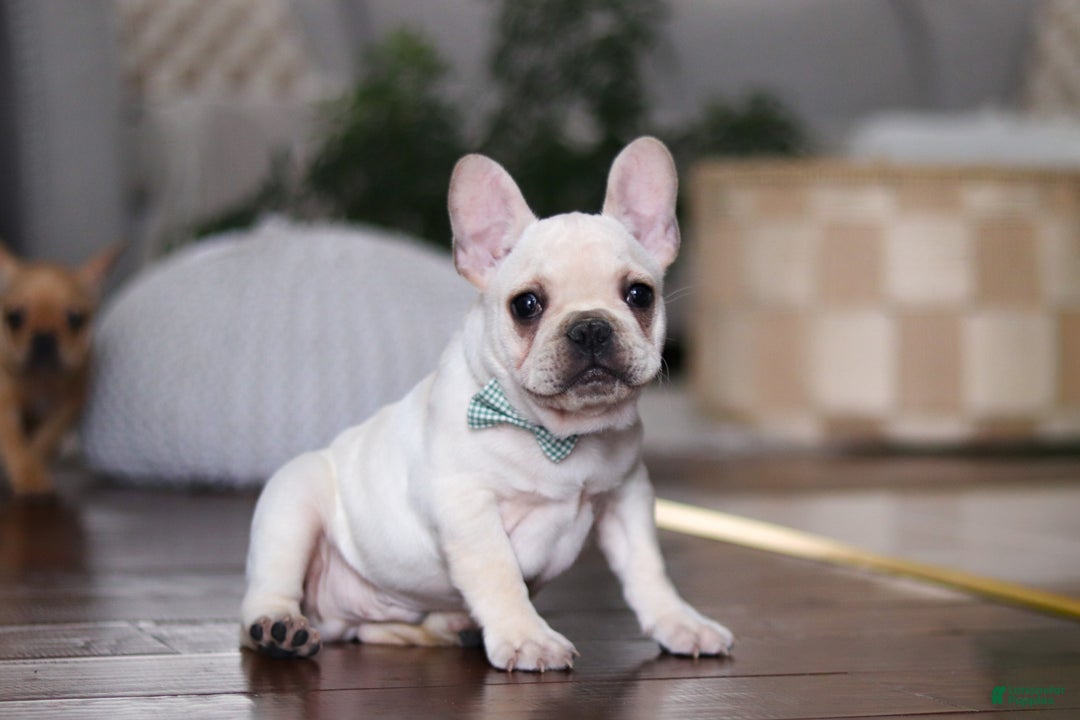 French Bulldog dogs for sale: Sawyer - Ad 4