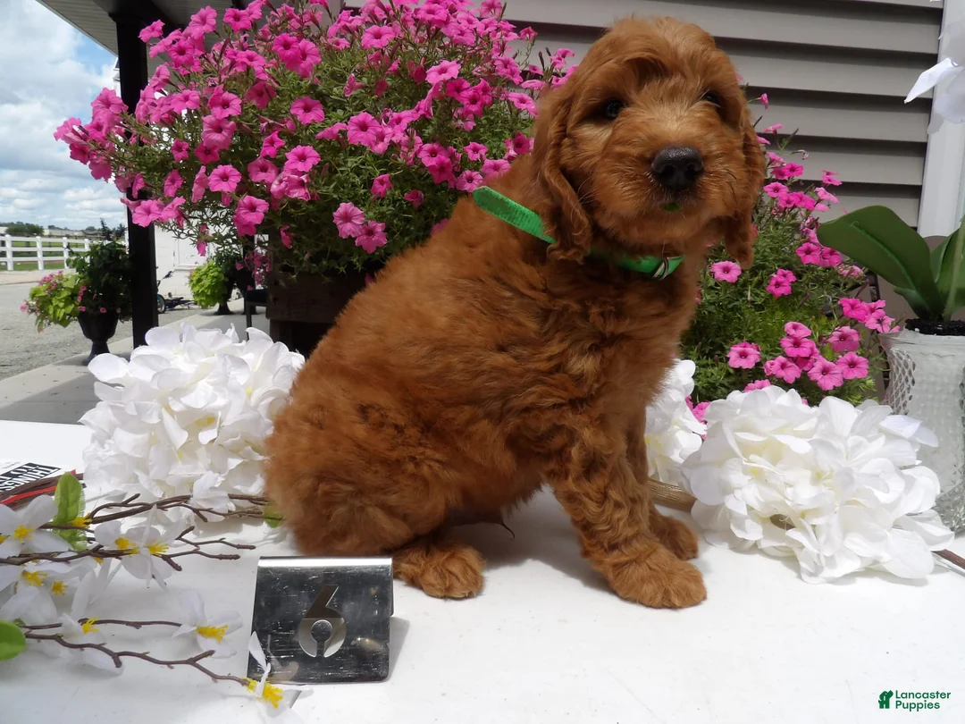 Gallery Image {{count}}