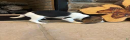 Beagle dogs for sale: Duke - Ad 6