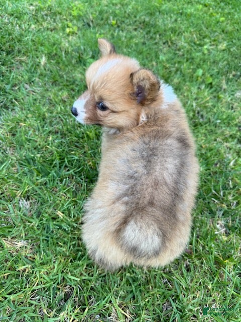 Welsh Corgi Pembroke dogs Toby - Ad 2