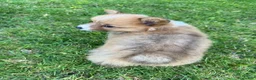 Welsh Corgi Pembroke dogs for sale: Toby - Ad 2