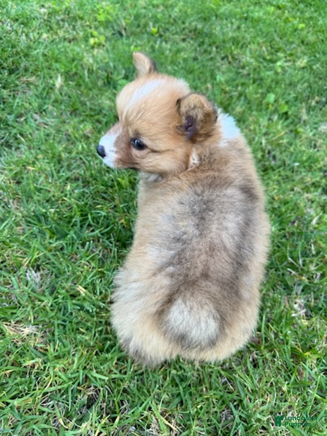 Welsh Corgi Pembroke dogs for sale: Toby - Ad 2