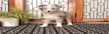 Autumn Mini Aussie Poo