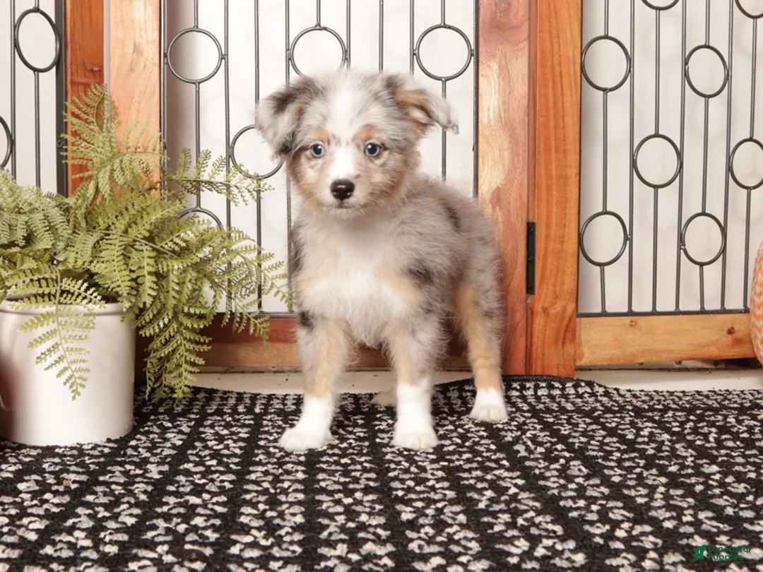 Mini Aussiedoodle dogs for sale: Autumn Mini Aussie Poo - Ad 1
